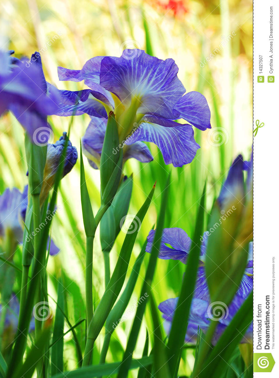blue iris free